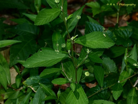 {Sida rhombifolia}